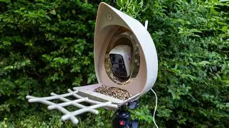 Biggest Peckperk Smart Bird Feeder Camera Buying Mistakes (And How to Avoid Them)